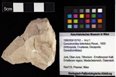 Foto (Objket + Etiketten) von Goniodromites bidentatus (Reuss, 1859) 